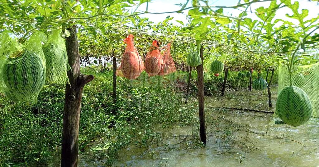 মোরেলগঞ্জে লবণাক্ত জমিতে মৎস্য ঘেরের ভেড়িবাঁধে অসময়ে তরমুজ চাষে সফল কৃষকের মুখে হাসির ঝিলিক
