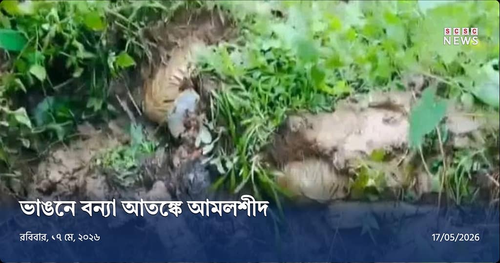 আমলশীদে বেড়িবাঁধে ভয়াবহ ভাঙন