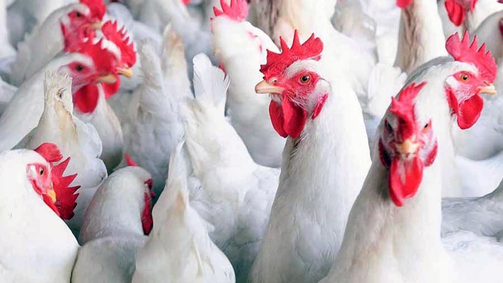 ব্রয়লার মুরগিতে আগুন!