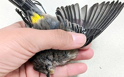 গ্লোবাল বায়বৈচিত্র্যে সংকট – বিপন্ন হচ্ছে পাখি ও আর্কটিক সীলের অস্তিত্ব