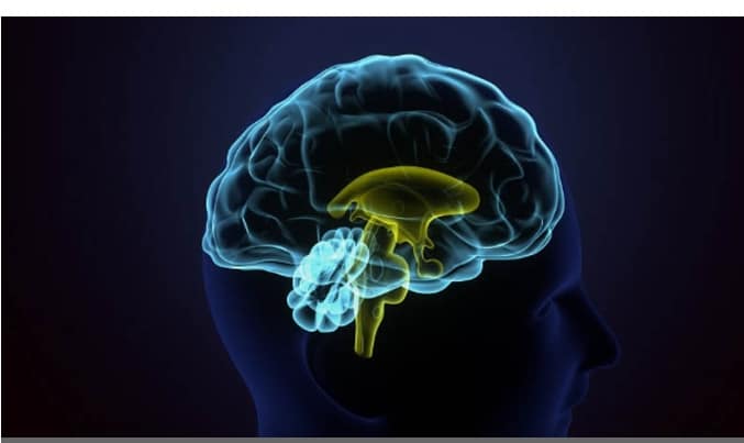 ১২ ঘণ্টা না খেয়ে থাকলে নিজেকে পরিষ্কার করতে শুরু করে মস্তিষ্ক: