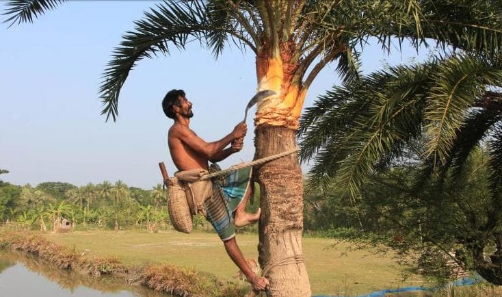 শীতের আগমনী বার্তা মোরেলগঞ্জে খেজুরের রস সংগ্রহে ব্যস্ত গাছিরা